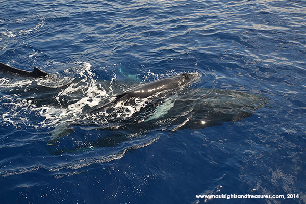 Maui Humpback Whales