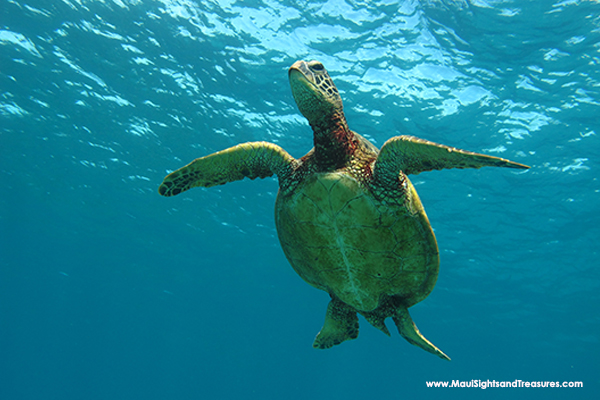 MV_Maui-snorkeling-turtle