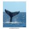 MV_Maui's-Peak-Whale