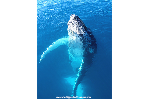 MV_Maui's-Peak-Whale