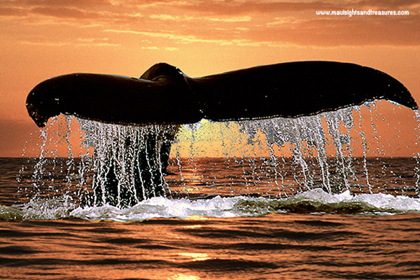 Whale Tail Sunset