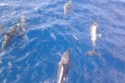 Lanai Snorkel cruises Dolphins