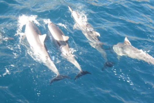 Lanai Snorkel cruises Dolphins