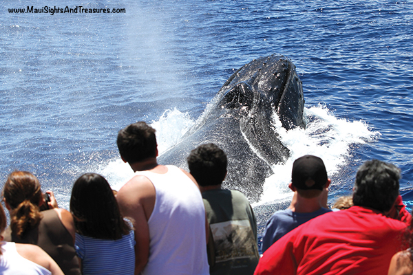 Maui Hawaii Tours| Discount Specials Whale Watching in Hawaii - Maui