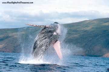 MV_Whale-Season-Maui