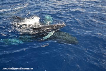MV_Whale-Season-Maui