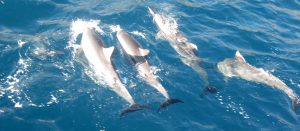 lanai-snorkel-dolphin-watch