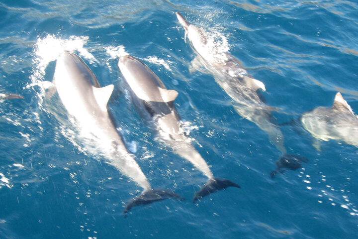 lanai-snorkel-dolphin-watch