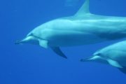 Dolphins Snorkeling in Maui
