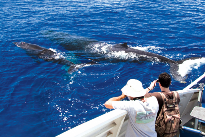 Pwf Whale Watch Maui