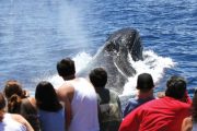 Pwf Whale Watch Maui
