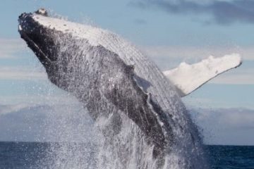Whale Watch Maui