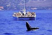 Trilogy cruises Whale Watch