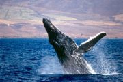 Whale Breach Maui