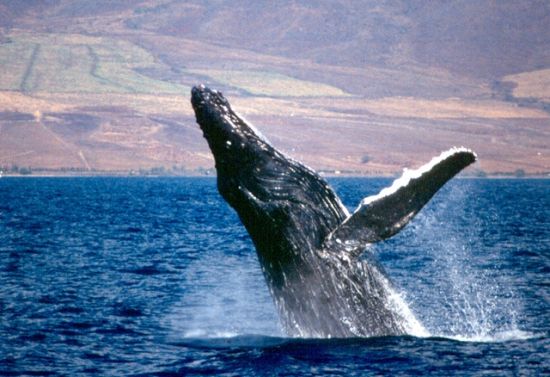 Whale Breach Maui