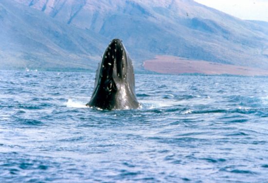 Maui Adventure Cruises Whale watch