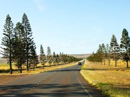 Lana'i Off Road Adventure Trekker Tour - Image 6