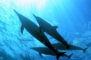 Scuba Luv Maui Dolphins