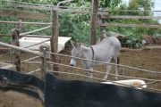 Kaanapali Horseback Ride