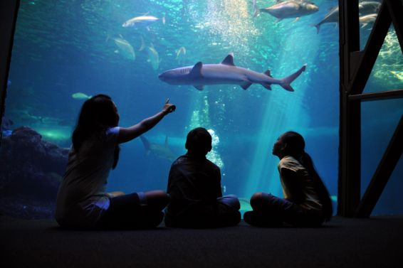Maui Ocean Center Aquarium