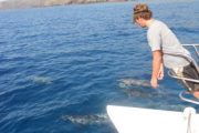 Paragon Sailing Charters Lanai dolphins