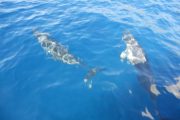 Paragon Sailing Charters Lanai dolphins
