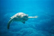 Ocean Riders Lanai Snorkel Turtles