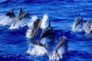 Captain Zodiac Rafting Kauai with Dolphins