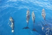 Paragon Sailing Charters Dolphins Lanai