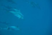 Ocean Riders Lanai Snorkel Dolphins
