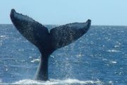 Alii Nui Whale Watch Cruise