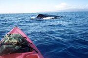 South Pacific Kayak Whale watch