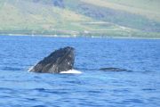 Alii Nui Whale Watch Cruise