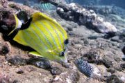 Scuba Luv Maui Tropical Fish
