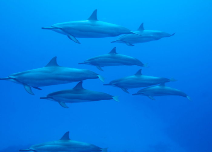 Lana'i Off Road Adventure Trekker Tour - Image 4