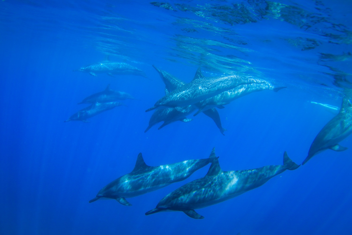 Lana'i Off Road Adventure Trekker Tour - Image 5