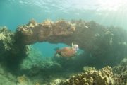 Snorkeling underwater tunnels