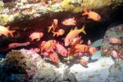 Seafire Molokini Snorkel Tour red fish