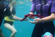 Seafire Snorkel tour starfish