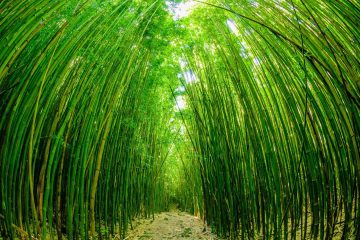 Haleakala National Park Bamboo Forest