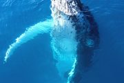 Whale-watch-Maui-Pacific-Whale-Foundation