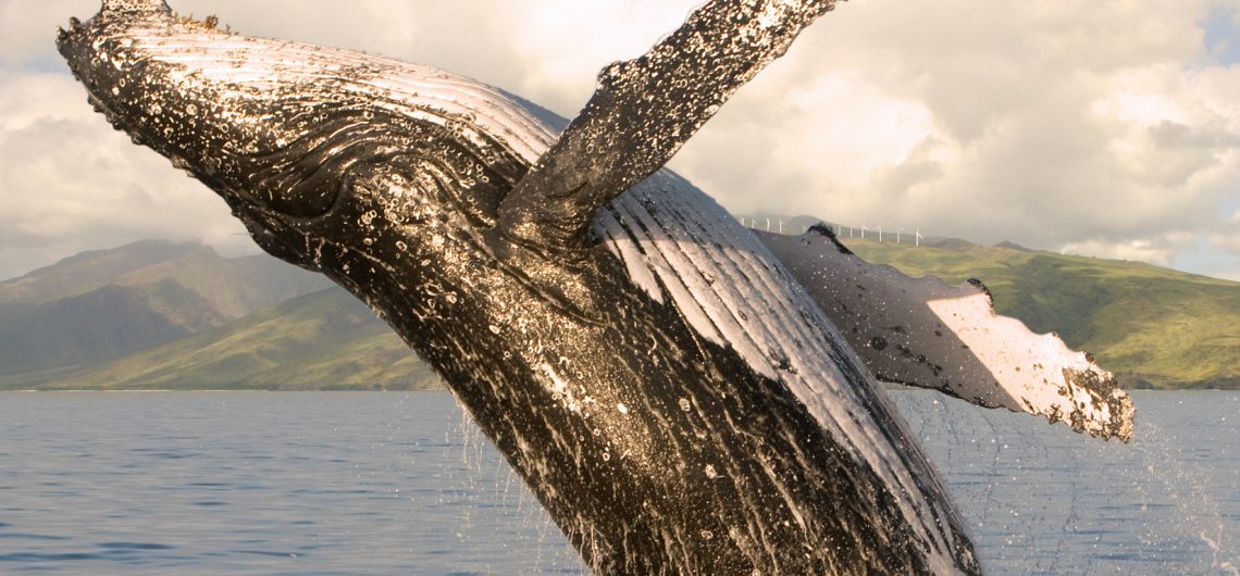 Whale-watches-Maui