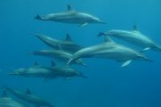 Dolphins-Lanai