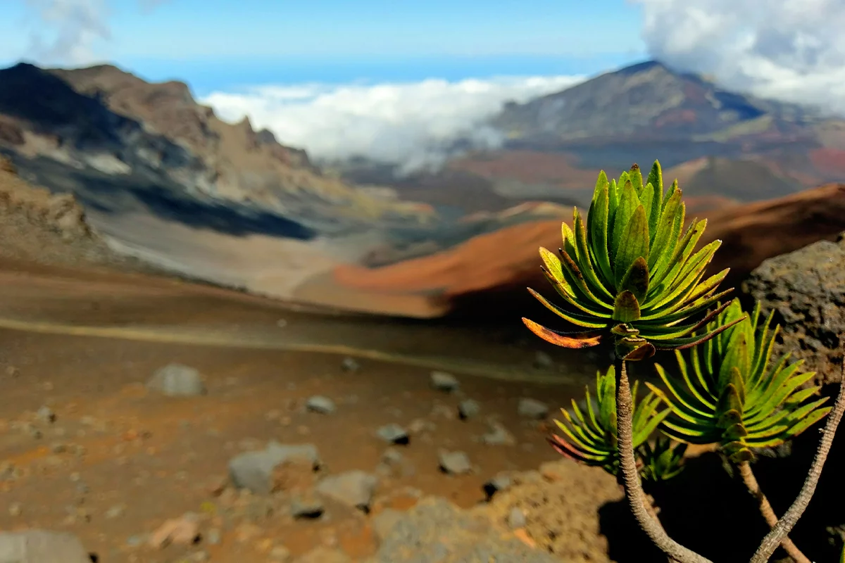 Hike Haleakala - Image 6