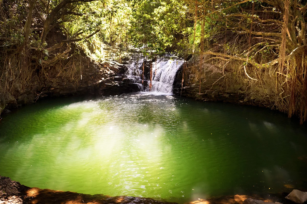 Waterfall and Rainforest Hiking Adventure - Image 6