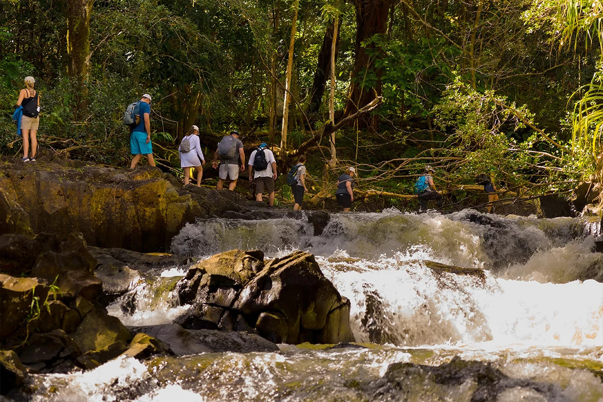 Waterfall and Rainforest Hiking Adventure - Image 7