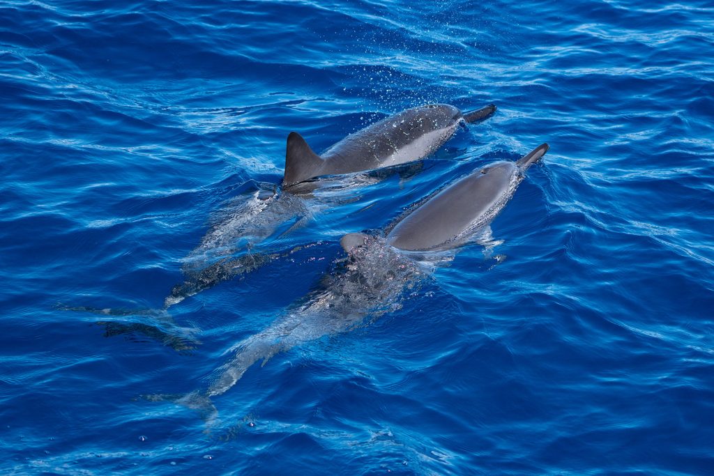 Teralani Dolphin Watch Kaanapali